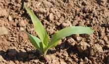 Maize Emerging