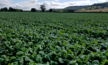 Winfred offers dairy cows variety in their autumn grazing