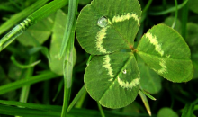 Clover - Red or White?